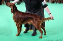 Crufts2011 225